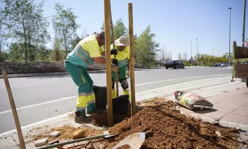 Mairena del Aljarafe Revitaliza sus Zonas Verdes Tras Temporales con 72 Nuevos Árboles