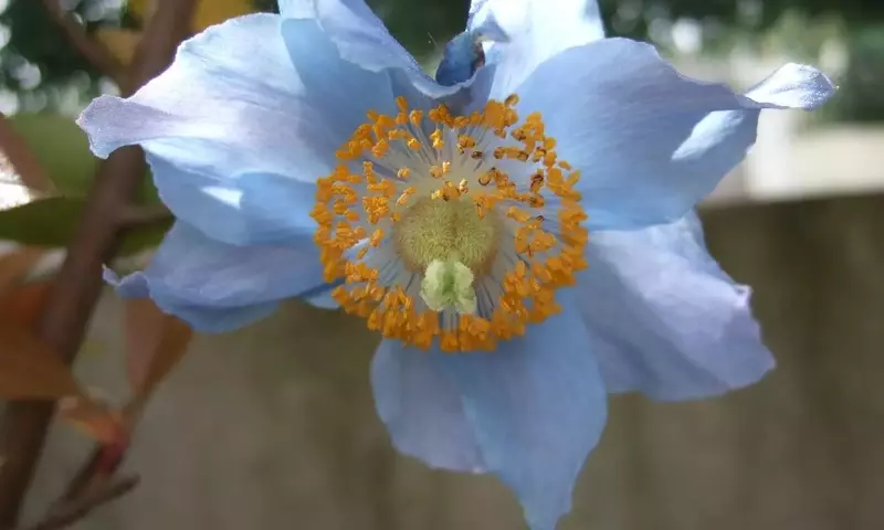 Microclima y el cultivo de amapolas azules del Himalaya: un desafío botánico