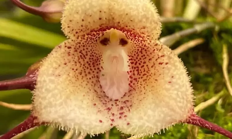 La fascinante Orquídea Cara de Mono y la Exploración de la Naturaleza y el Espacio