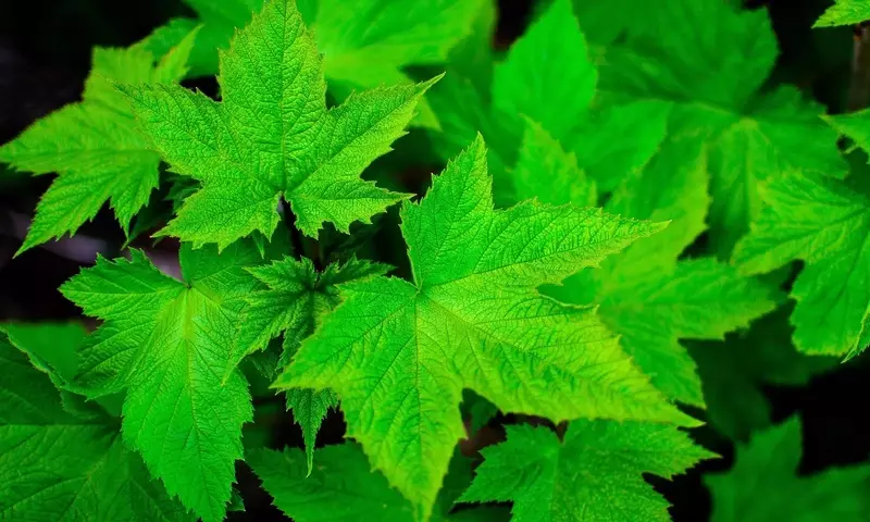 Descubierto el Interruptor Molecular Clave para la Resistencia a la Sequía en Plantas