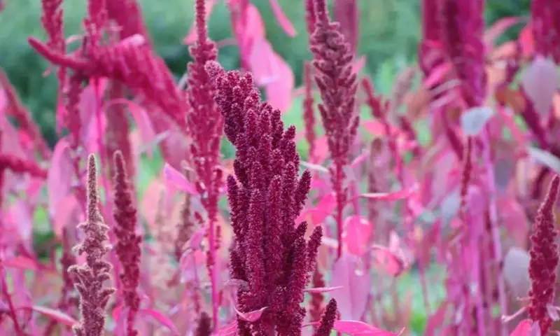 Cultivo de Amaranto en Casa: Guía Completa para un Superalimento Versátil