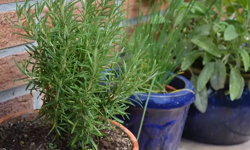 Cultivo y Cuidado del Romero: Guía Esencial para una Planta Vibrante y Aromática