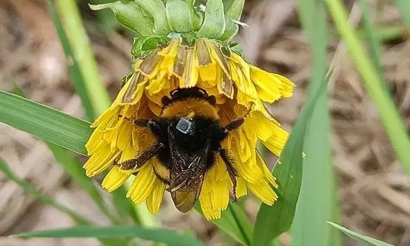 Impacto de Repelentes de Insectos en la Orientación de Abejorros
