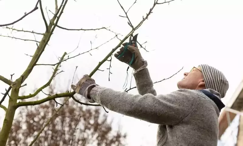 Dominando la Poda de Frutales para Cosechas Exitosas: Estrategias de Invierno para Árboles Saludables y Frutos de Alta Calidad