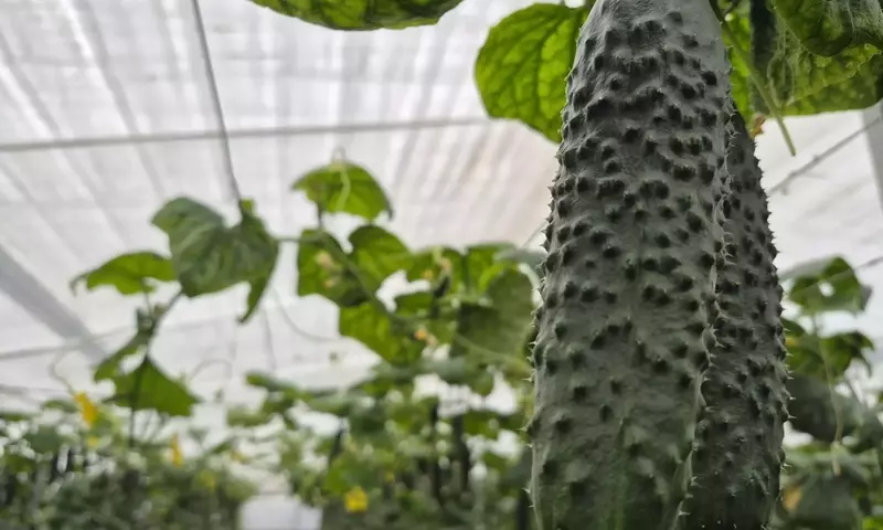 Cultivos invernales: innovación agrícola para desafiar el frío