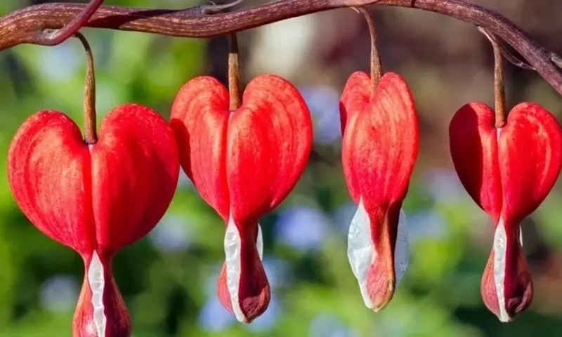 La Bella y Misteriosa Flor Corazón Sangrante: Guía Completa de Cultivo y Simbolismo