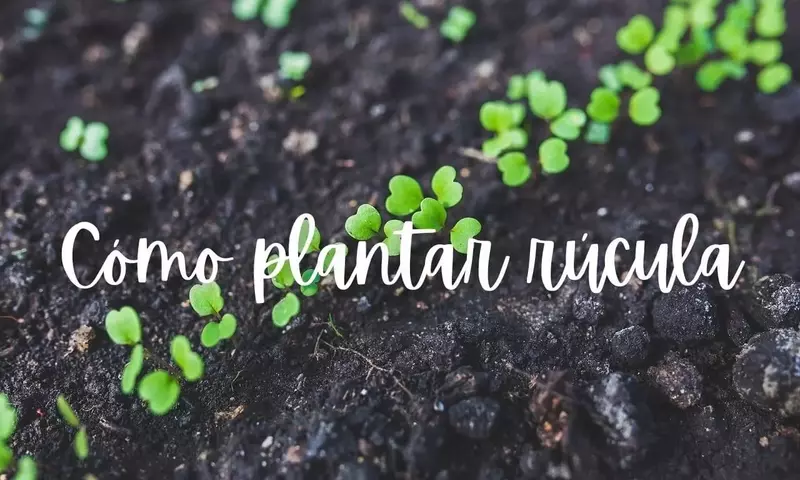 Guía completa para cultivar rúcula en casa: siembra, cuidados y cosechas múltiples