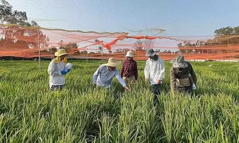 Descubrimiento Genético Revoluciona la Resistencia del Arroz al Tizón Bacteriano en Asia