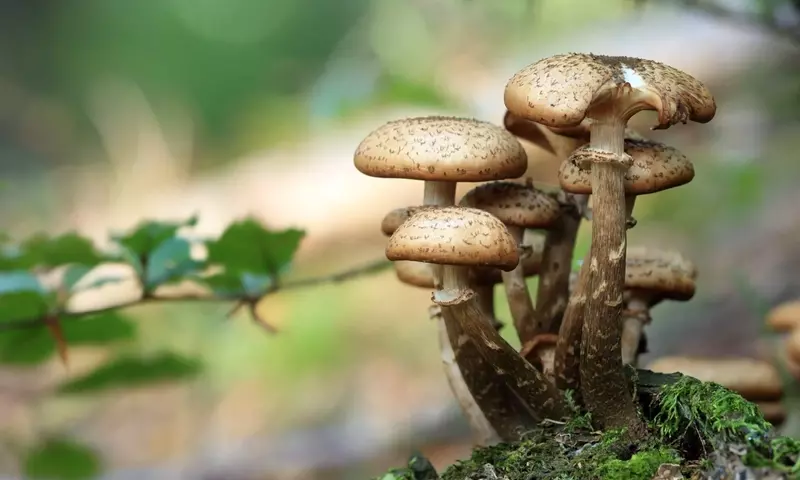 Guía completa para el cultivo de setas comestibles en el jardín