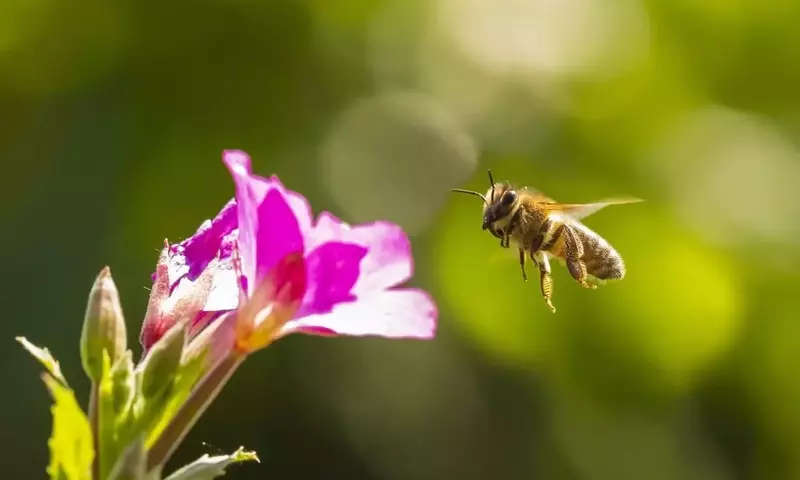 La declinación de polinizadores amenaza la sostenibilidad agrícola y la biodiversidad vegetal