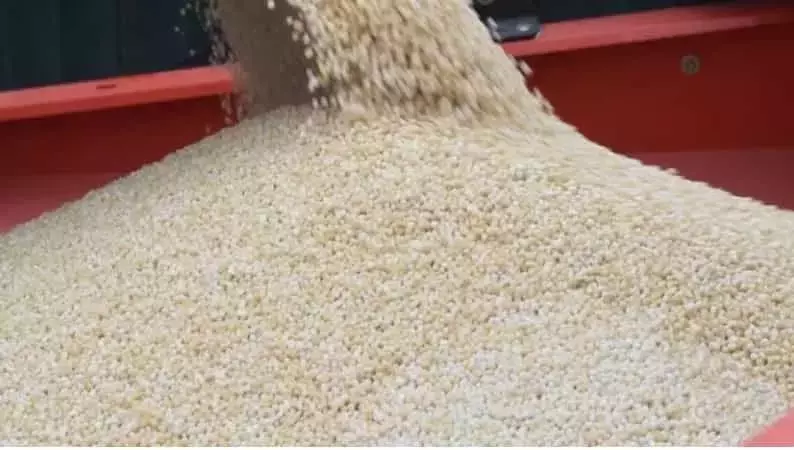 La Crisis de Fertilizantes Impulsa Alternativas de Nutrición Agrícola