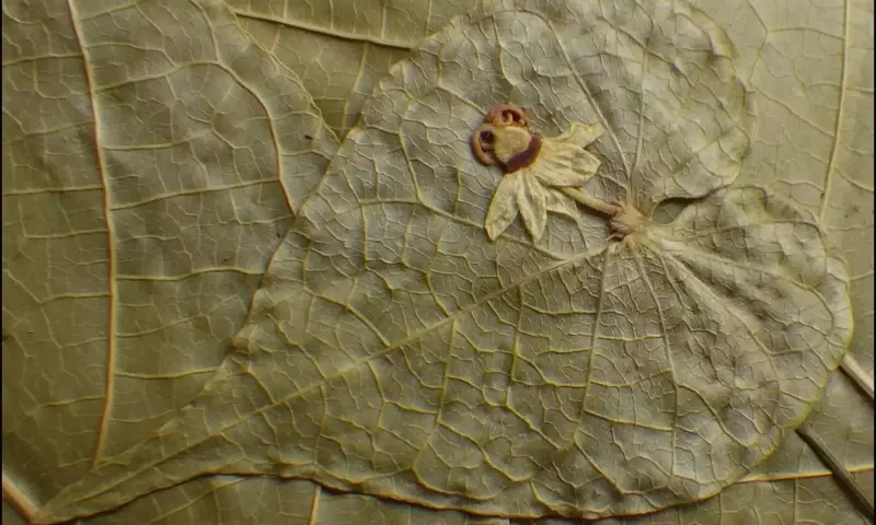 Ewangoa: Un Nuevo Género de Plantas Descubierto en los Bosques del Congo