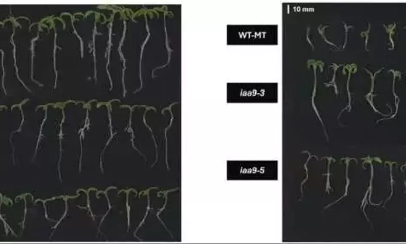 Gen clave mejora germinación de tomate en altas temperaturas