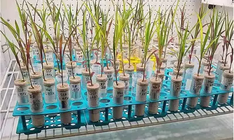 Plantas Modernas: El Desafío de Raíces Frágiles bajo el Suelo