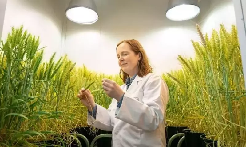 La chispa de la vida: Cómo los rayos fertilizan los campos y el futuro de la agricultura sostenible