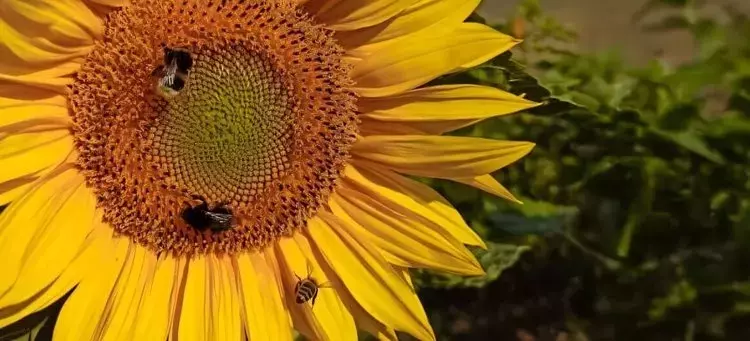 El Girasol en Argentina: Un Auge Productivo y Económico Sin Precedentes