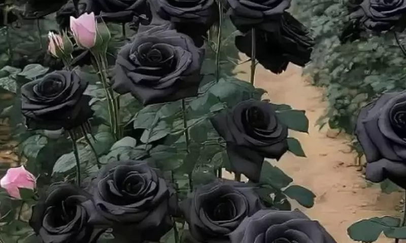 El Enigma de las Rosas Negras de Halfeti: Belleza, Misterio y Supervivencia