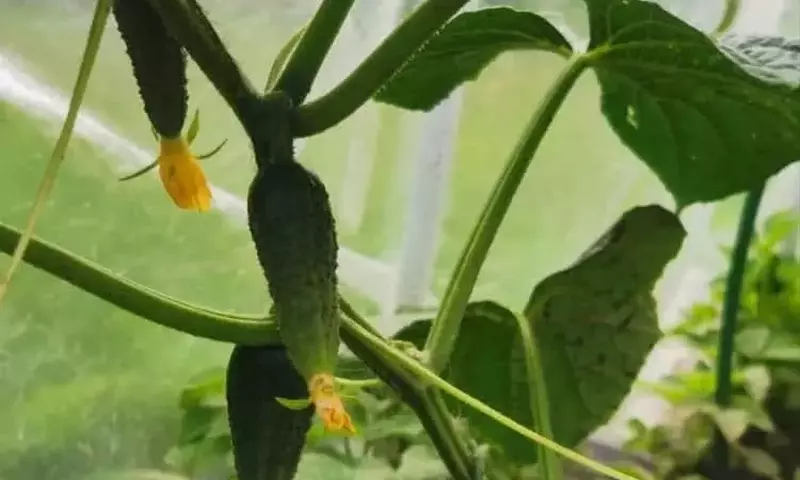 Innovación Doméstica: Fortaleciendo Cultivos de Pepino sin Químicos