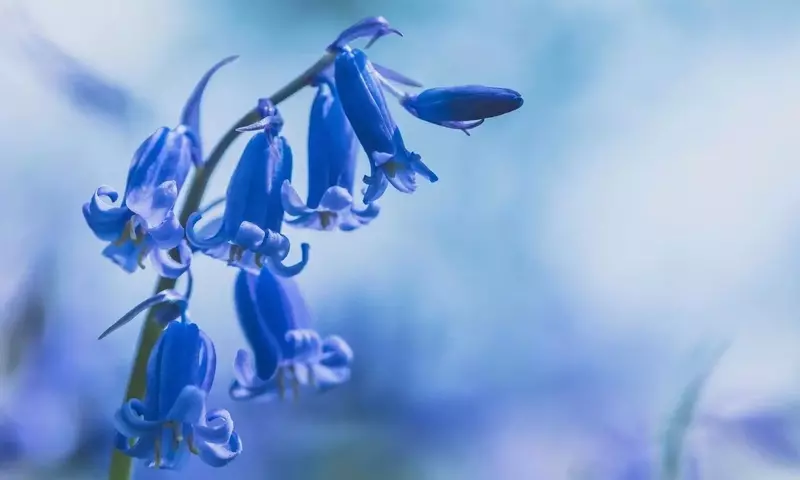 El adelanto floral de las campanillas británicas: un síntoma del cambio climático en Europa