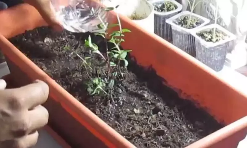 Cultivo Exitoso de Menta: Evitando su Naturaleza Invasora