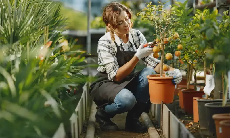 Frutales Resilientes para Zonas Ventosas: Una Guía Completa