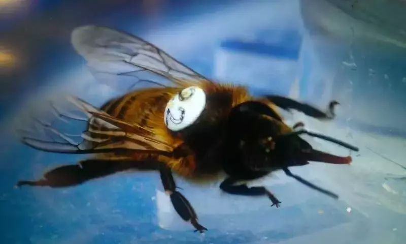 Herbicidas y Abejas: Un Vínculo Inesperado que Altera el Comportamiento Neuronal