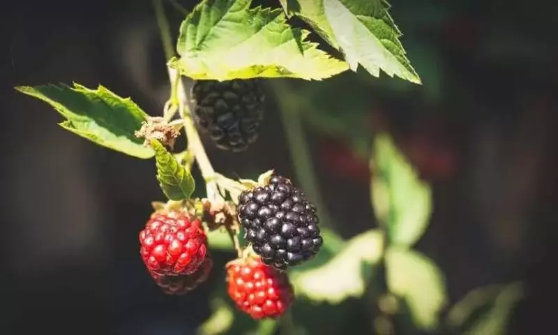 Moscas: La Nueva Esperanza para la Polinización de Berries en Invernaderos