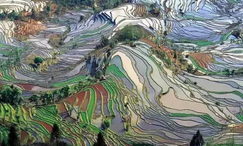 Arroz: Desafíos Térmicos y Adaptación ante el Calentamiento Global