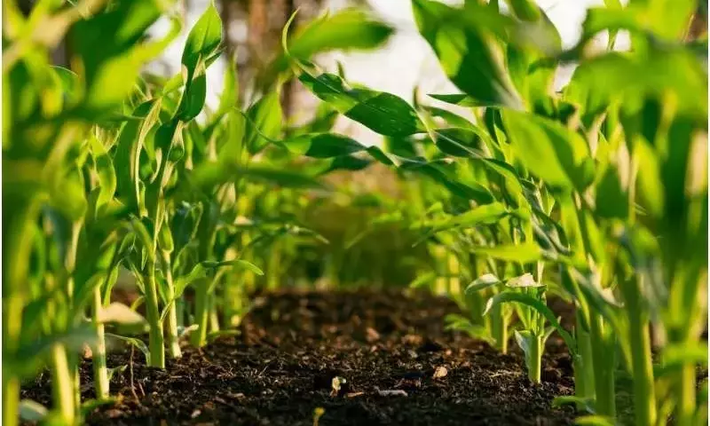 La Agricultura Regenerativa: Un Impulso Sostenible Más Allá de la Tendencia