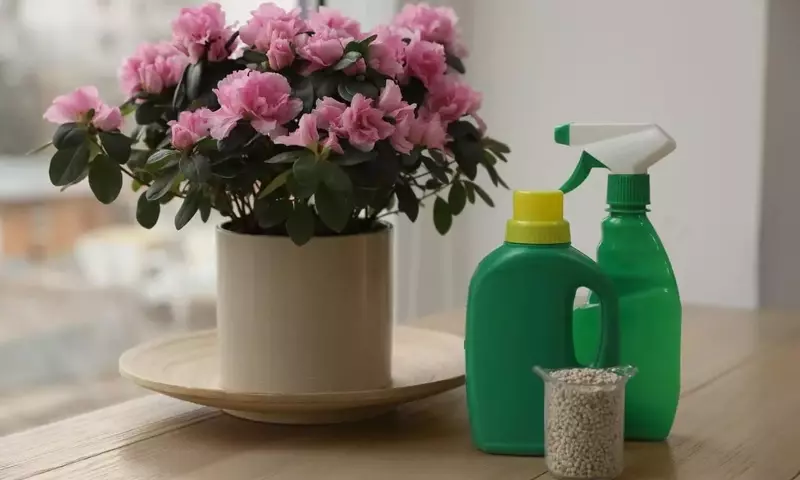 Guía Definitiva para la Nutrición de Plantas de Interior: Todo sobre Fertilizantes