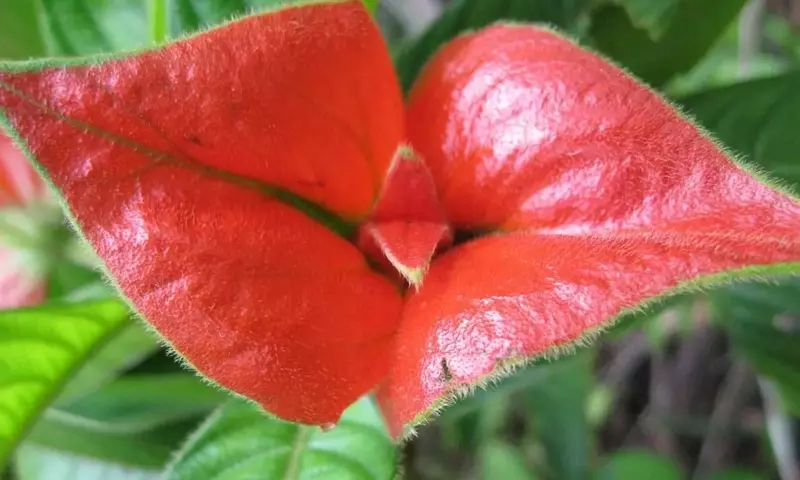 La Misteriosa Flor del Beso: Belleza Exótica y Cuidados Esenciales