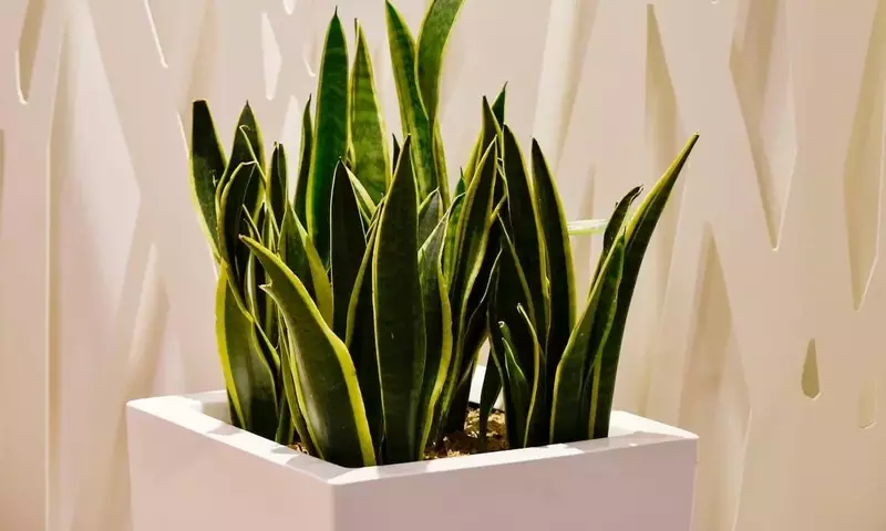 Secretos de Expertos para Acelerar la Floración de tus Plantas de Interior