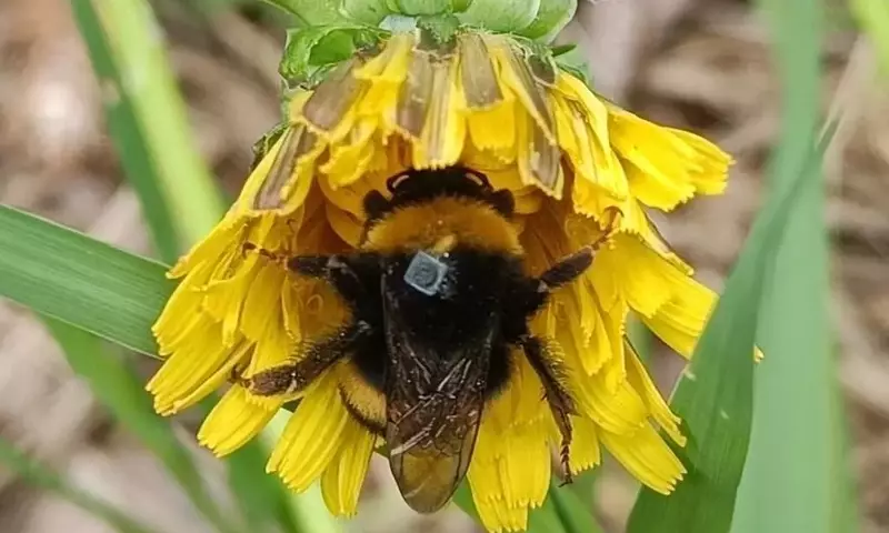 Insecticidas Domésticos Desorientan a los Abejorros: Un Peligro Oculto para la Polinización
