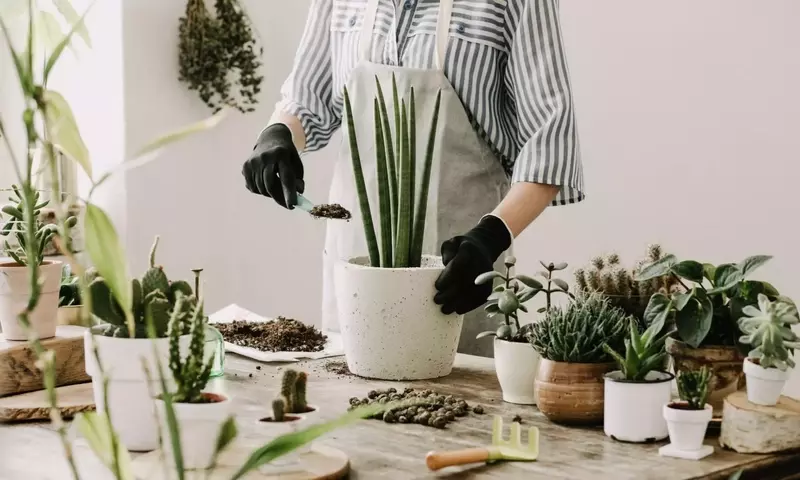 Guía Definitiva para el Trasplante Exitoso de Plantas en Maceta