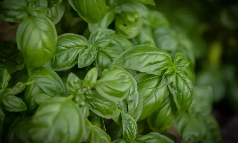 Guía Completa para el Cultivo y Cuidado de la Albahaca en Casa