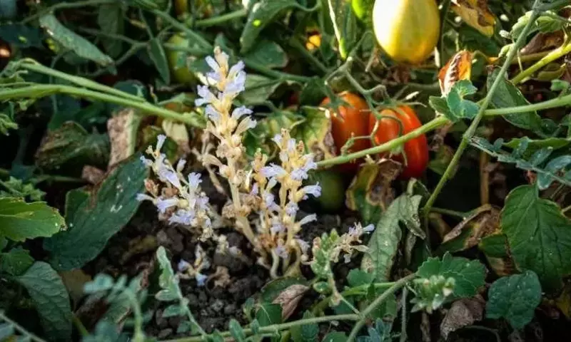 Nueva Amenaza Agrícola: La Expansión de la Zarazija en Cultivos de Tomate en California