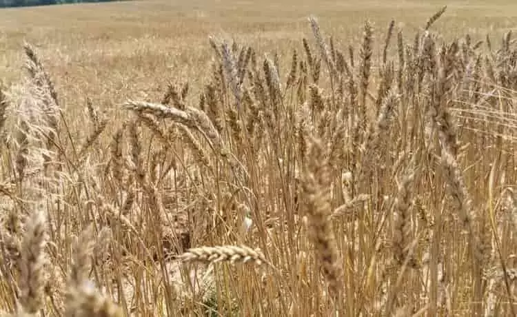 Innovación Agrícola: Nuevas Variedades de Trigo para Reducir la Dependencia de Fertilizantes en África