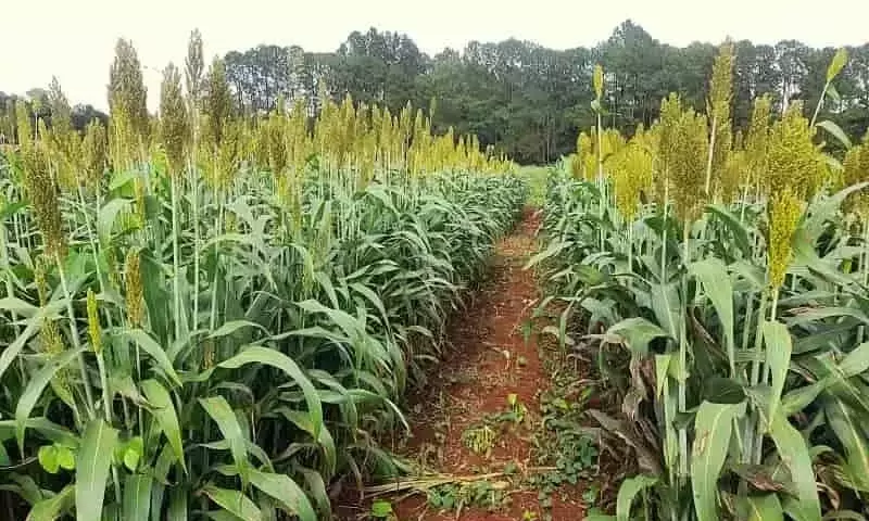 Sorgo: Alternativa Clave para Impulsar la Ganadería en Argentina