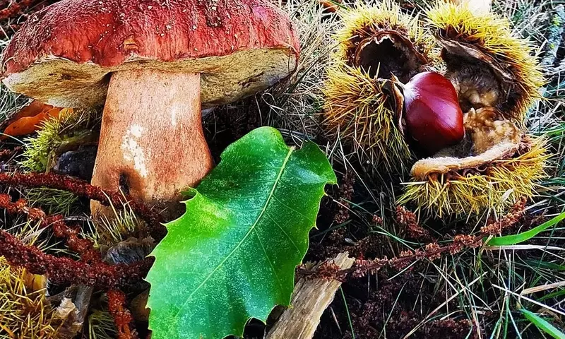 El Bierzo Impulsa la Micología: Creación del Parque Micológico para la Gestión Sostenible de Setas