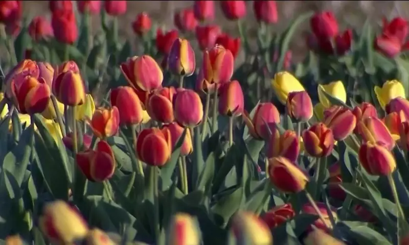 Festival de Tulipanes de Spring Grove: Un Millón de Flores en Esplendor