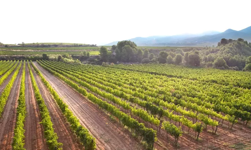 Uvas Adaptadas al Frío: Guía Completa para Cultivar en Climas Extremos