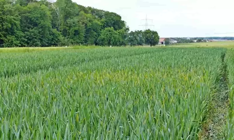 Estrategias de Control de Enfermedades Fúngicas en Cultivos de Cereales