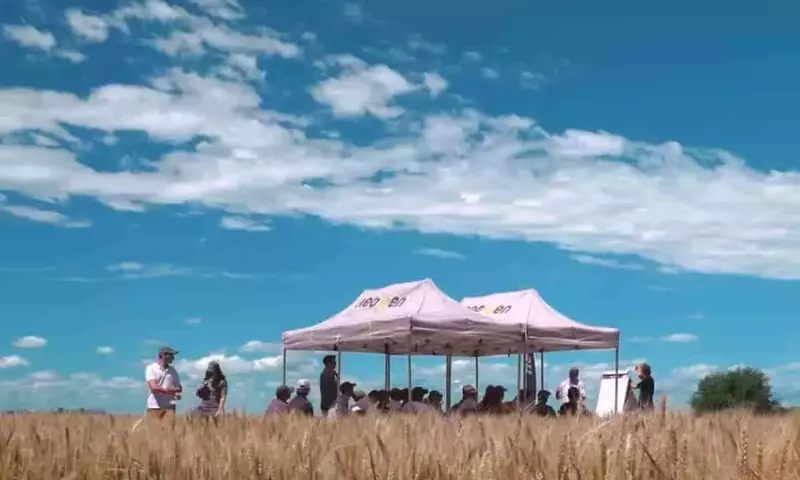 Maximizando la Rentabilidad del Trigo en Argentina: Estrategias ante Márgenes Ajustados