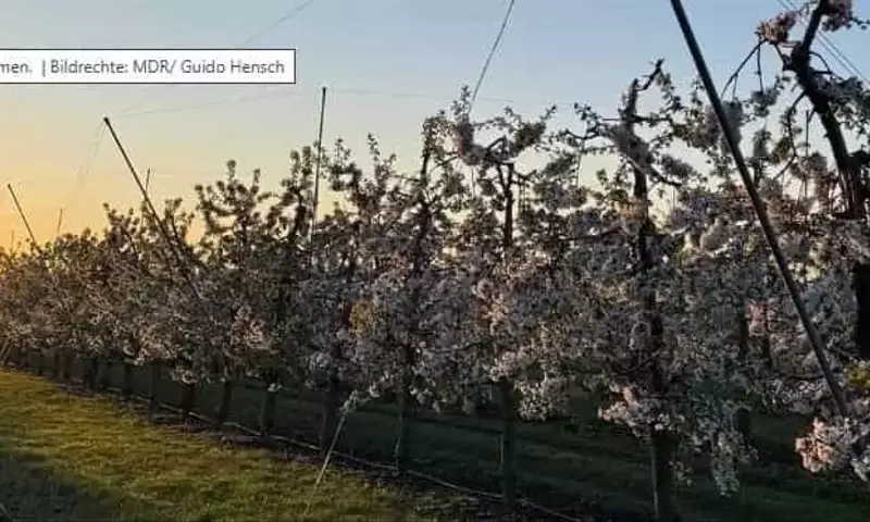 Temperaturas bajo cero amenazan la producción frutal en Sajonia-Anhalt