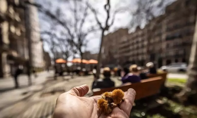 Polen de Plátano: El Inesperado Reto de las Fiestas Urbanas en Primavera