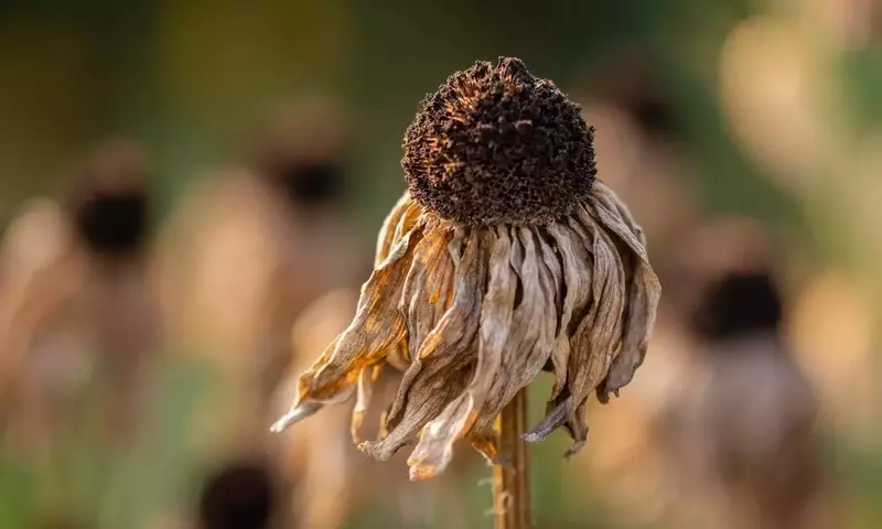 Las Plantas como Indicadores Cruciales del Cambio Climático y Estrategias de Adaptación