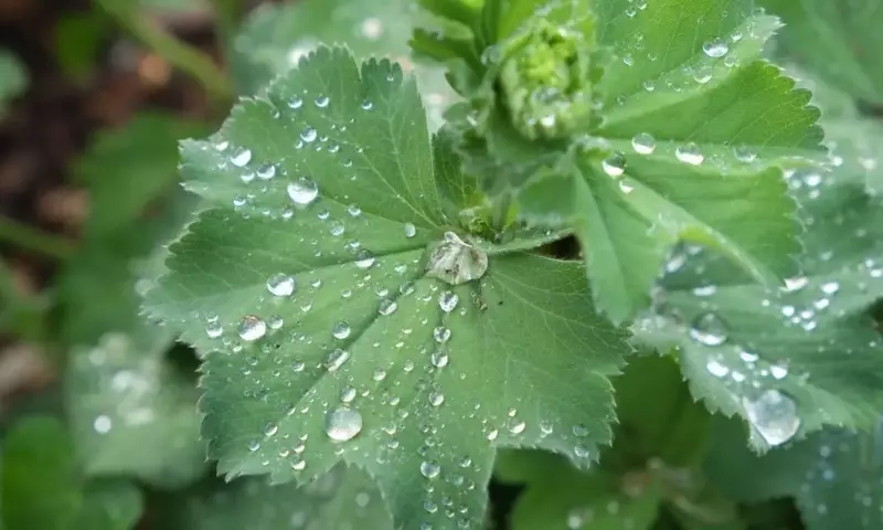 El Impacto Acústico de la Lluvia en la Germinación de Semillas: Un Estudio del MIT