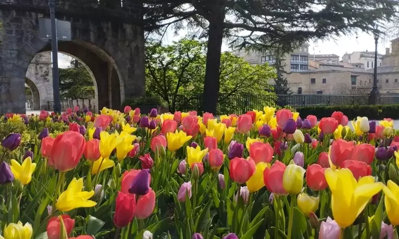 Pamplona se Transforma con la Explosión Floral de 67.000 Bulbos