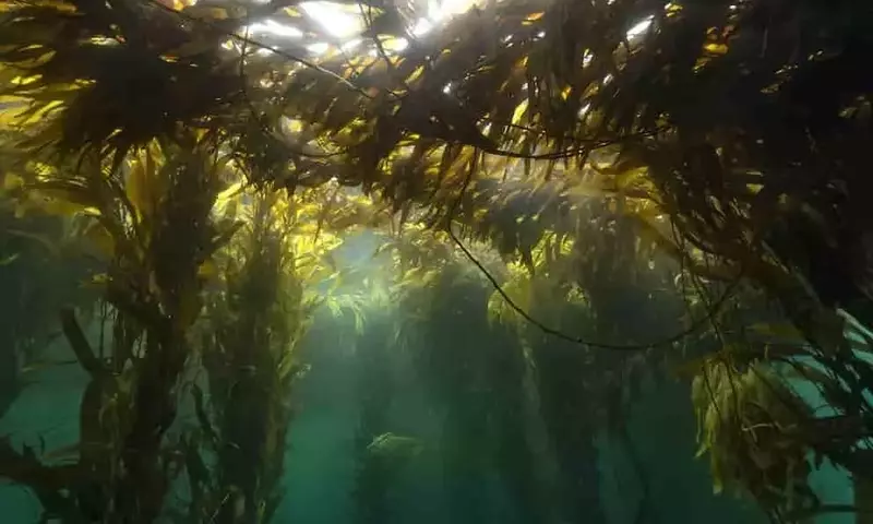 Innovación Marítima: El Cultivo de Algas Transforma la Agricultura en la Patagonia