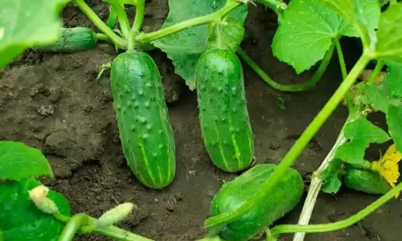 Mejora el Crecimiento y la Producción de Pepinos: El Secreto del Agua de Riego Nutritiva